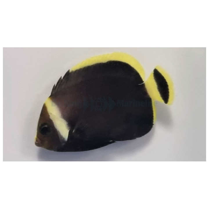 Chetodontoplus melanosoma - Aavekeisarikala