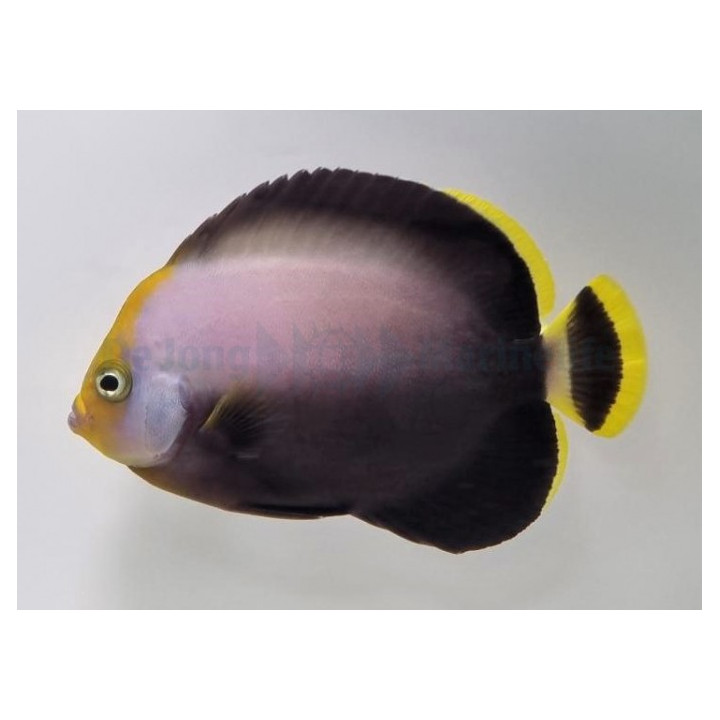 Chetodontoplus melanosoma - Aavekeisarikala
