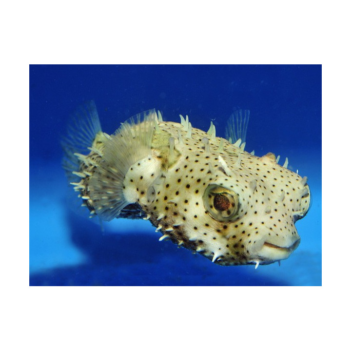 Chilomycterus antennatus - Spiny Porcupine