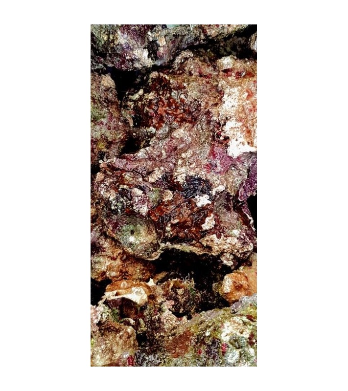 Premium Cultured Rock - Fiji - viljelty elävä kivi