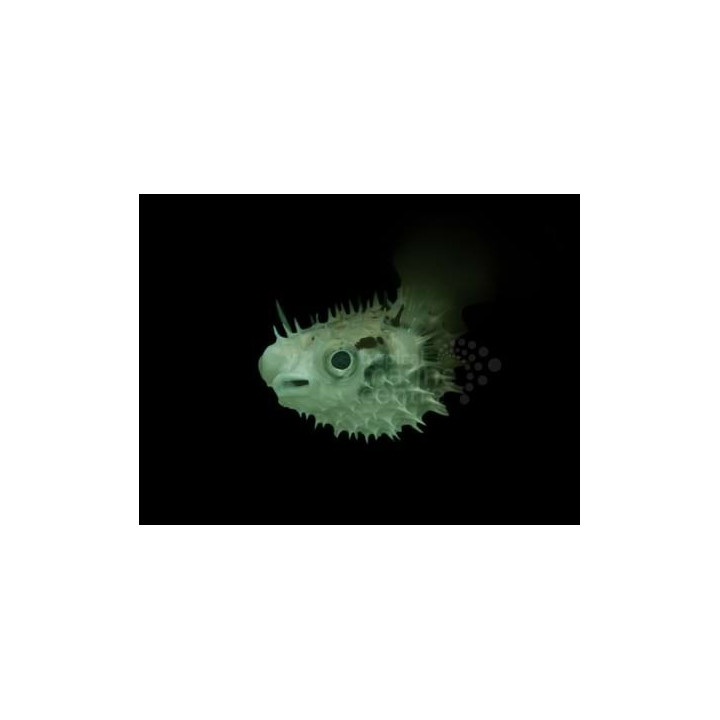 Chilomycterus antennatus - Spiny Porcupine