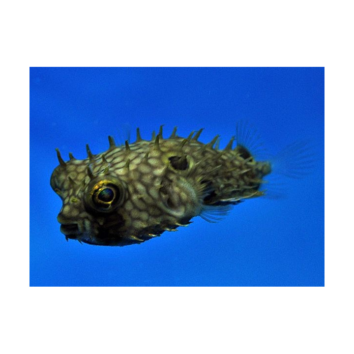 Chilomycterus antillarum - Honeycomb Spiny Boxfish