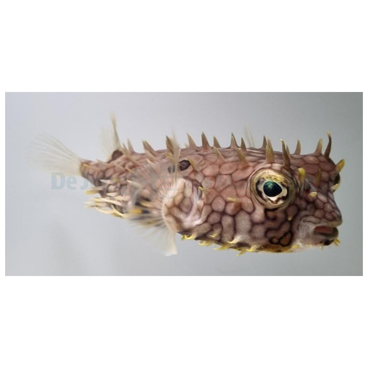Chilomycterus antillarum - Honeycomb Spiny Boxfish