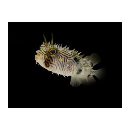 Chilomycterus schoepfii - Spiny Boxfish