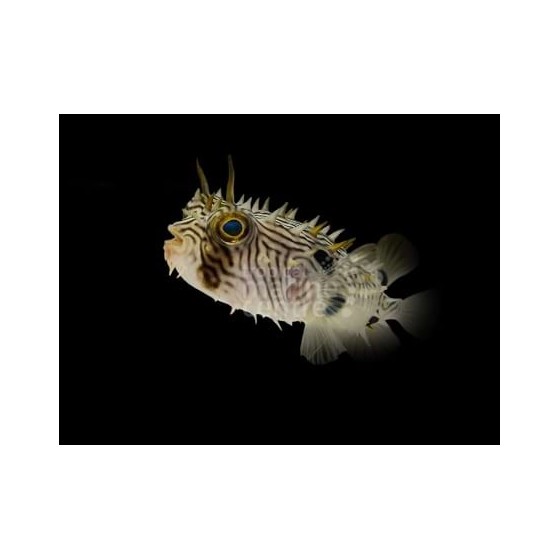 Chilomycterus schoepfii - Spiny Boxfish