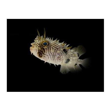 Chilomycterus schoepfii - Spiny Boxfish