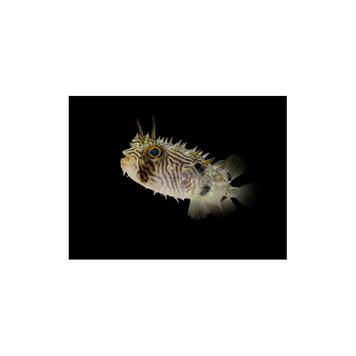 Chilomycterus schoepfii - Spiny Boxfish