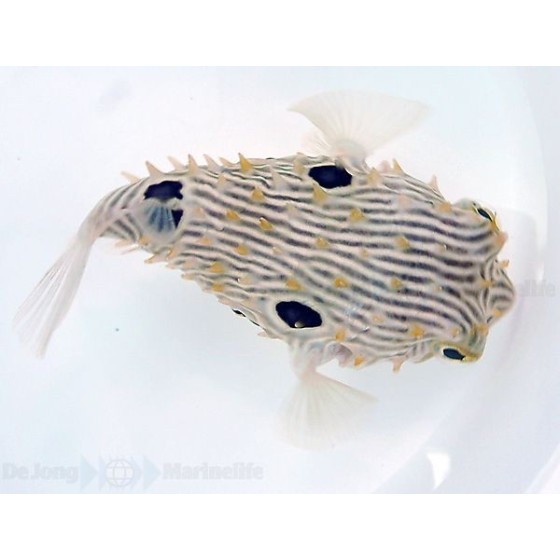 Chilomycterus schoepfii - Spiny Boxfish