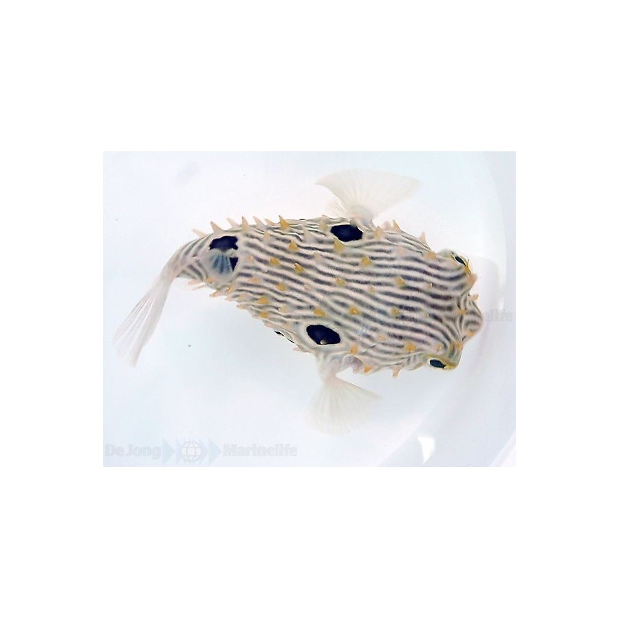 Chilomycterus schoepfii - Spiny Boxfish