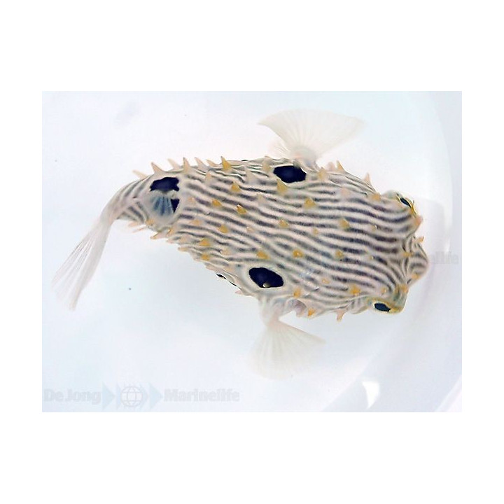 Chilomycterus schoepfii - Spiny Boxfish