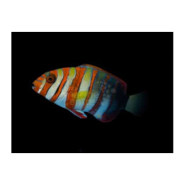 Choerodon fasciatus - Harlequin Tusk - aikuinen