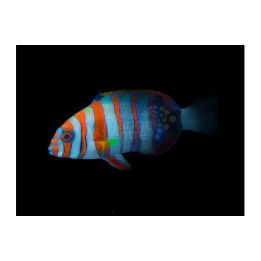 Choerodon fasciatus - Harlequin Tusk - Australia - aikuinen
