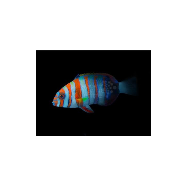 Choerodon fasciatus - Harlequin Tusk - Australia - aikuinen