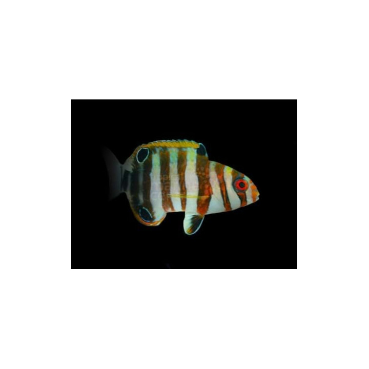 Choerodon fasciatus - Harlequin Tusk - Australia - nuori