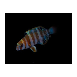 Choerodon fasciatus - Harlequin Tusk - nuori