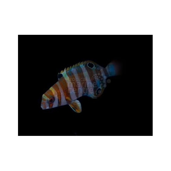 Choerodon fasciatus - Harlequin Tusk - nuori