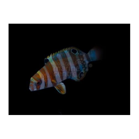 Choerodon fasciatus - Harlequin Tusk - nuori