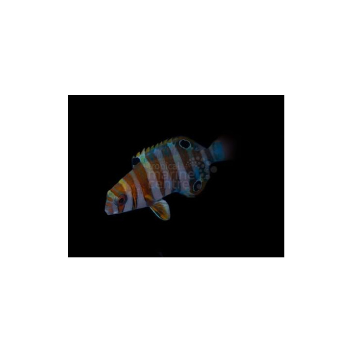 Choerodon fasciatus - Harlequin Tusk - nuori