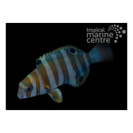 Choerodon fasciatus - Harlequin Tusk - viljelty
