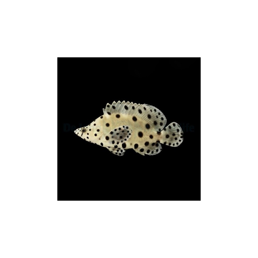 Chromileptes altivelis - Panther Grouper