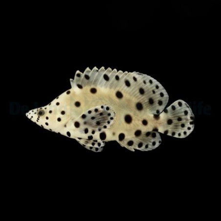 Chromileptes altivelis - Panther Grouper