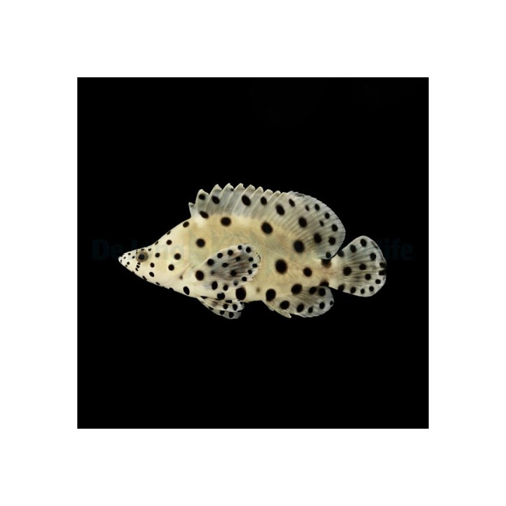 Chromileptes altivelis - Panther Grouper
