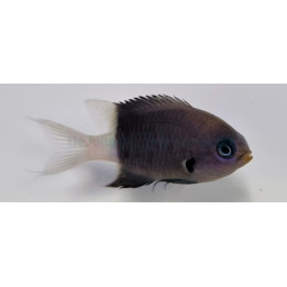 Chromis bicolor - Bicolour Chromis