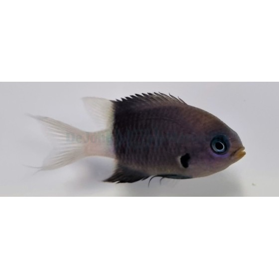 Chromis bicolor - Bicolour Chromis