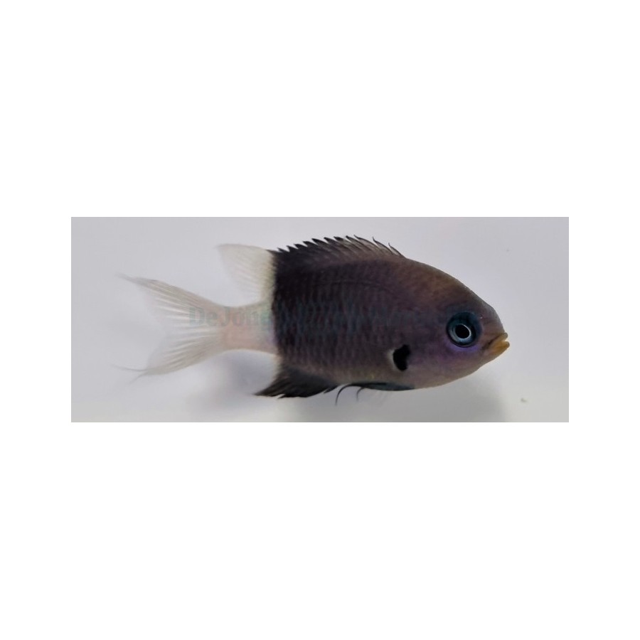 Chromis bicolor - Bicolour Chromis