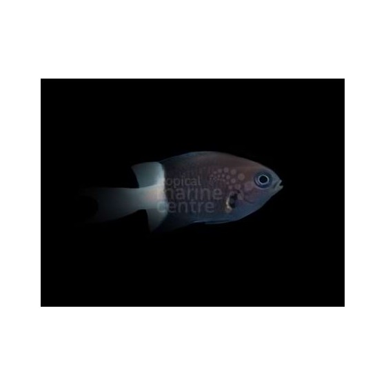 Chromis bicolor - Bicolour Chromis