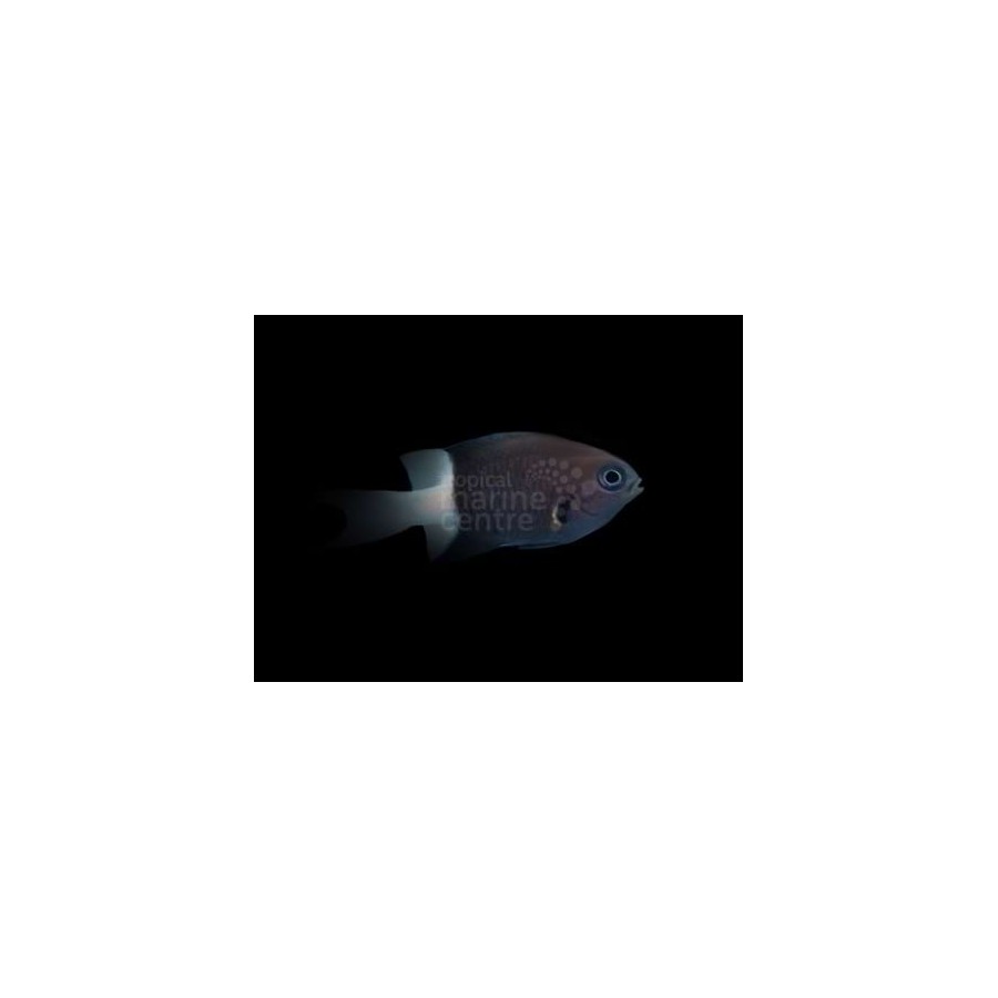 Chromis bicolor - Bicolour Chromis