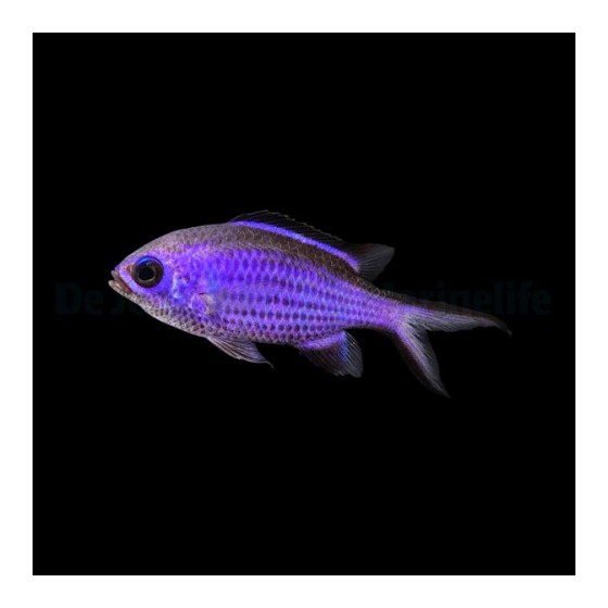 Chromis cyanea - sinineitokala