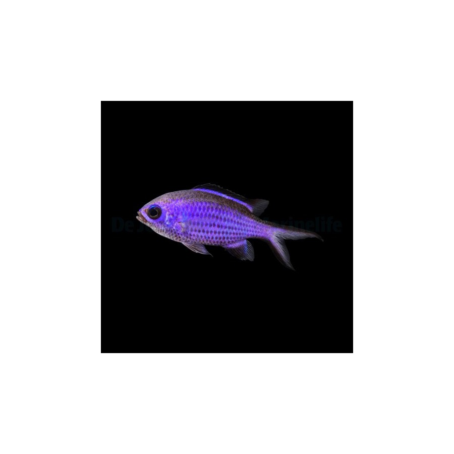 Chromis cyanea - sinineitokala