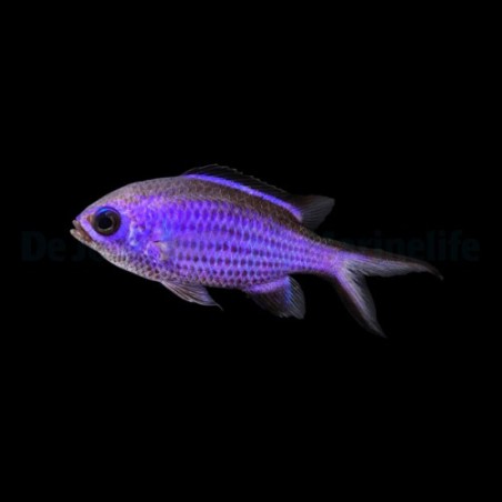 Chromis cyanea - sinineitokala