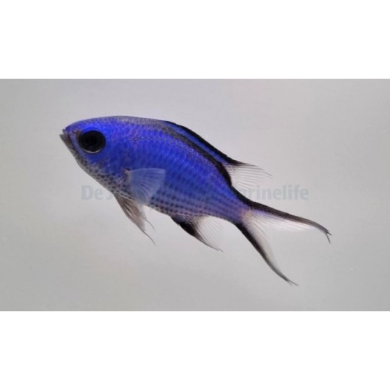 Chromis cyanea - sinineitokala