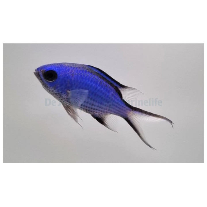 Chromis cyanea - sinineitokala