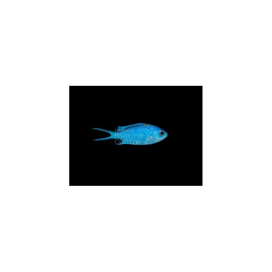 Chromis cyanea - sinineitokala