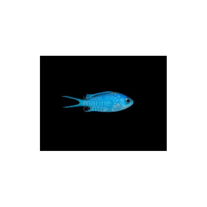 Chromis cyanea - sinineitokala