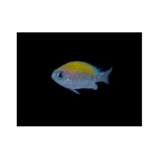 Chromis insolata - Caribbean sunset chromis