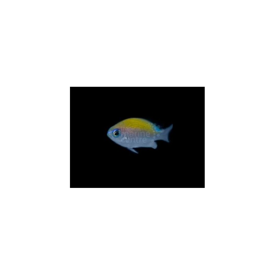 Chromis insolata - Caribbean sunset chromis