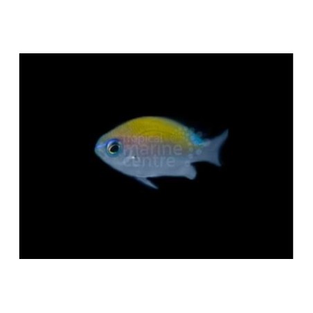 Chromis insolata - Caribbean sunset chromis