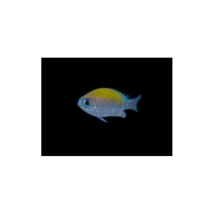 Chromis insolata - Caribbean sunset chromis