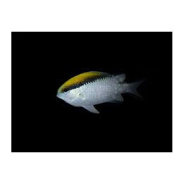 Chromis nitida - Barrier Reef Chromis