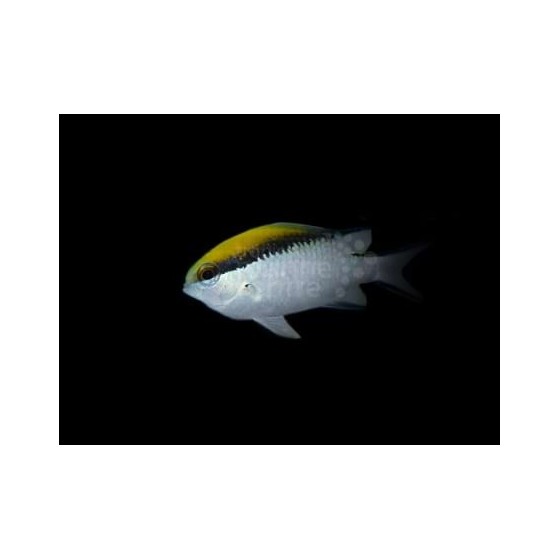 Chromis nitida - Barrier Reef Chromis