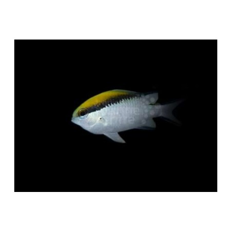 Chromis nitida - Barrier Reef Chromis