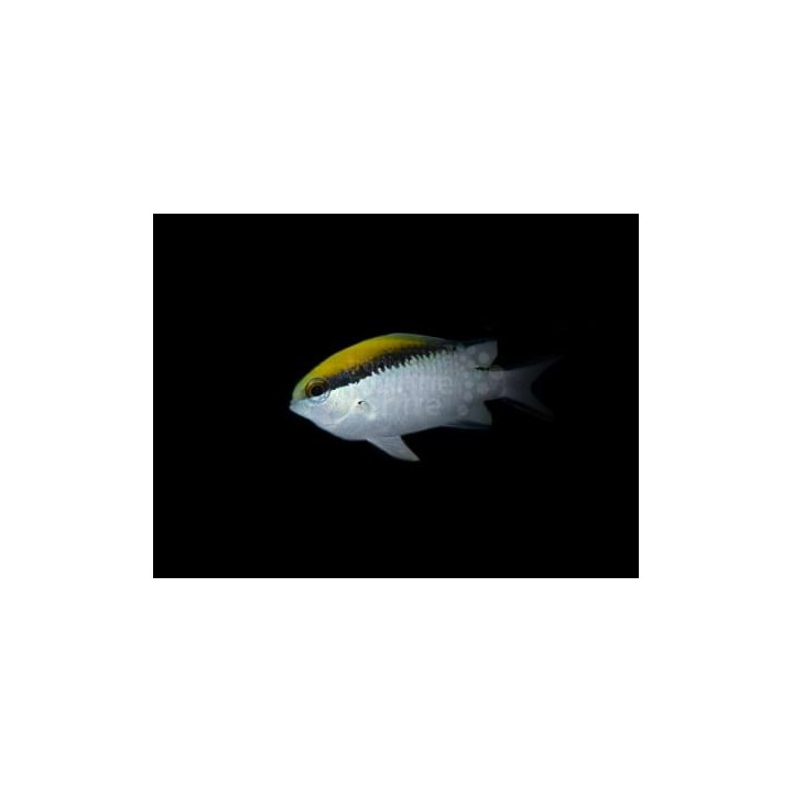 Chromis nitida - Barrier Reef Chromis