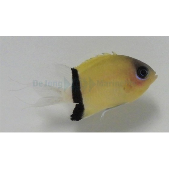 Chromis retrofasciata - Vanneneitokala