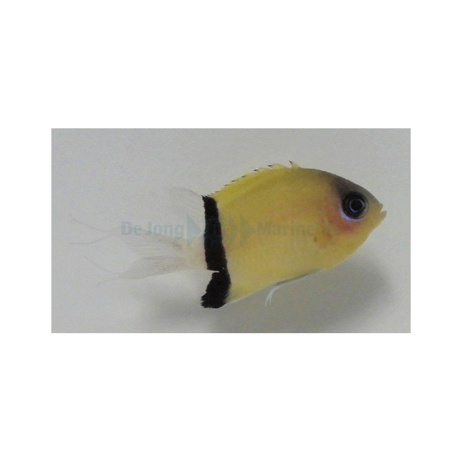 Chromis retrofasciata - Vanneneitokala