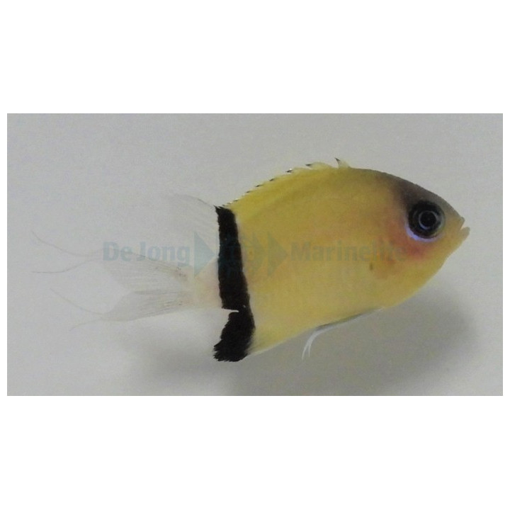 Chromis retrofasciata - Vanneneitokala