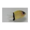 Chromis retrofasciata - Vanneneitokala